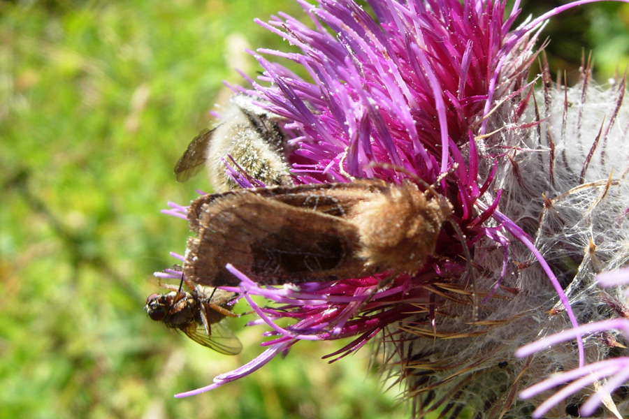 Noctuidae: chiedo una conferma...